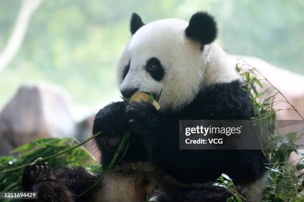 Giant panda enjoys zongzi, a traditional Chinese rice pudding, to welcome Dragon Boat Festival at Zhuyuwan Scenic Spot on June 24, 2020 in Yangzhou,...