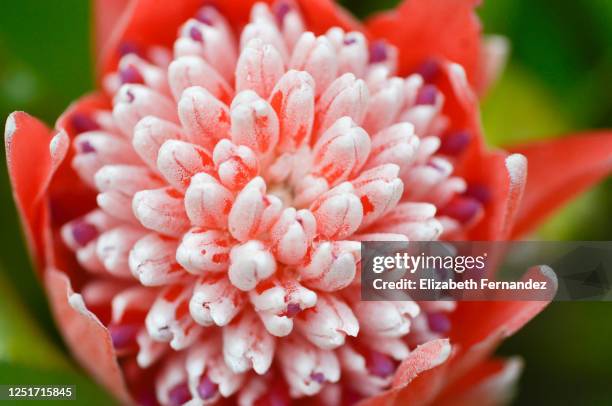 billbergia pyramidalis, commonly known as the flaming torch and foolproof plant - bromeliad fotografías e imágenes de stock