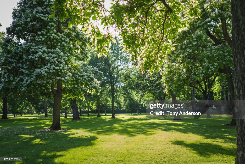 Trees in park in springtime