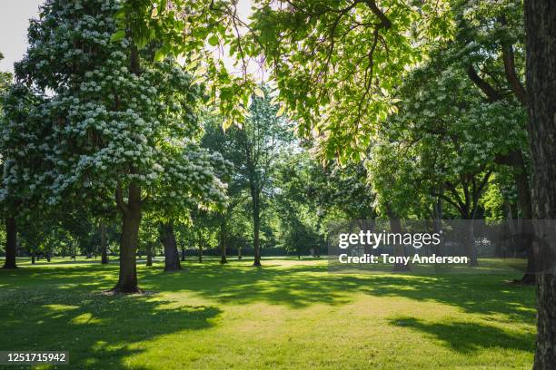 trees in park in springtime - campo verde fotografías e imágenes de stock