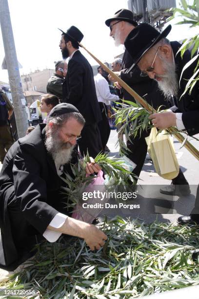 Two Ultra Orthodox bearded Jewish men, one holding a lulav examine carefully branches of the arava or the willow tree to make sure"u2022the stem is...