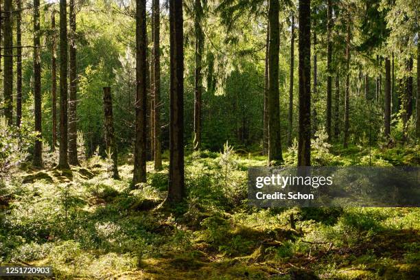 backlight in a coniferous forest after a rain in the summer - bosque fotografías e imágenes de stock