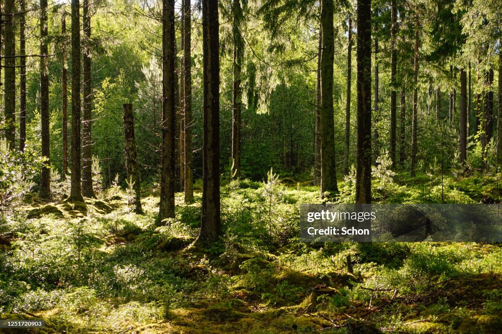 Backlight in a coniferous forest after a rain in the summer