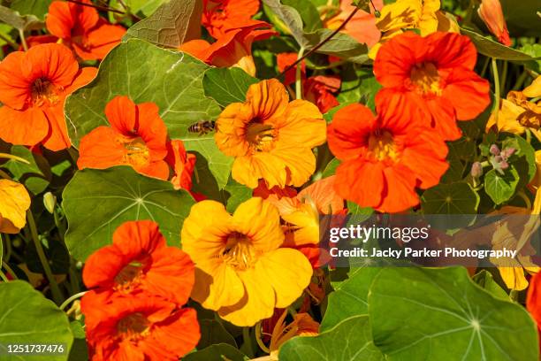 close-up image of vibrant orange nasturtium flowers (tropaeolum majus) - nasturtium fotografías e imágenes de stock