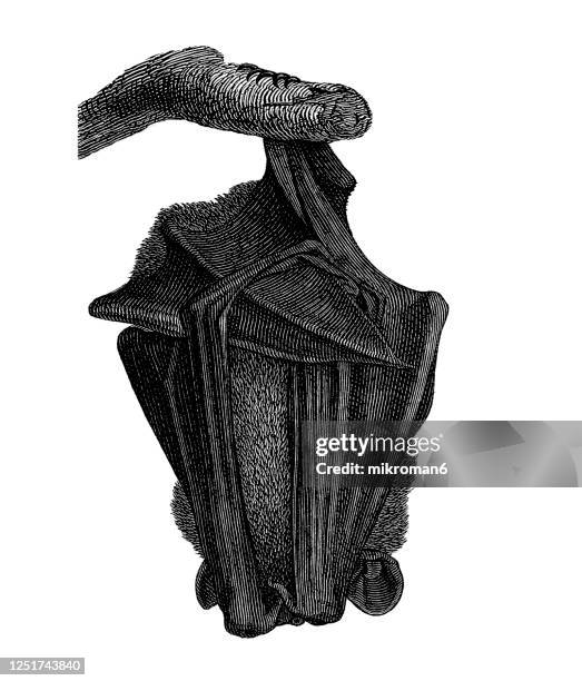 old engraved illustration of the common noctule bat (nyctalus noctula) - chiroptera animal. - noctule bat stock pictures, royalty-free photos & images