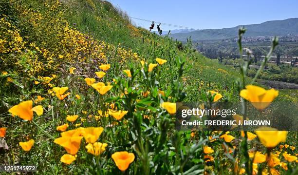 People zipline over a superbloom of wildflowers at Skull Canyon Ziplines in Corona, California on April 11, 2023. - An explosion of oranges, yellows,...