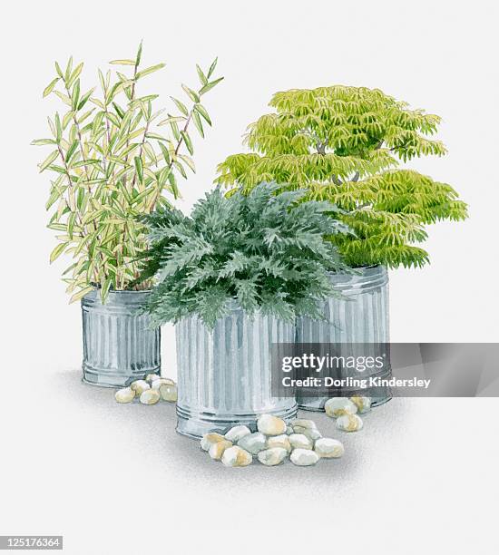 illustration of plants grown in metal containers, pleioblastus auricomus (bamboo), acer palmatum var dissectum (japanese maple) and juniperus procumenbs 'nana' (bonin island juniper) - flower pot island stock illustrations