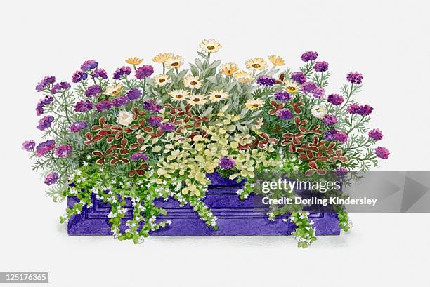 ilustraciones, imágenes clip art, dibujos animados e iconos de stock de illustration of windowbox containing verbena 'imagination', trifolium repens 'purpurascens' (clover), bacopa 'snowflake' (waterhyssop), helichrysum petiolare 'aureum' and osteospermum 'buttermilk' - familia de la margarita