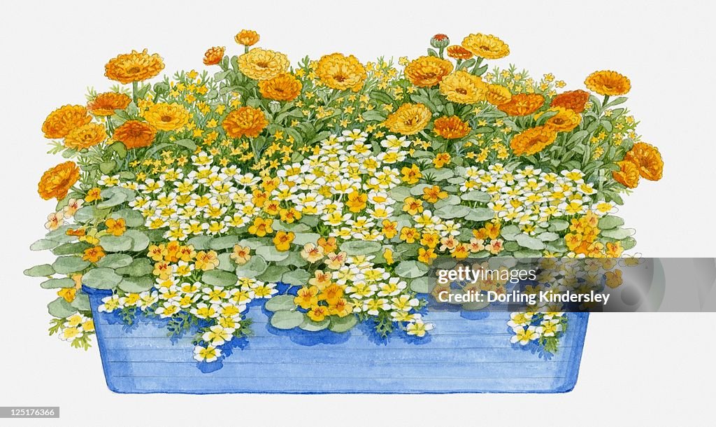 Illustration of windowbox containing Limnanthes douglasii (Poached egg plant), Calendula officinalis (Pot marigold), Tropaeolum nanum 'Tom Thumb' (Nasturtium)