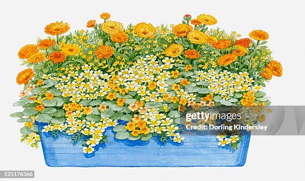 illustration of windowbox containing limnanthes douglasii (poached egg plant), calendula officinalis (pot marigold), tropaeolum nanum 'tom thumb' (nasturtium) - pot marigold stock illustrations