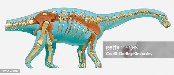 ilustrações, clipart, desenhos animados e ícones de illustration of reconstructed skeleton of sauropod dinosaur - animal skeleton