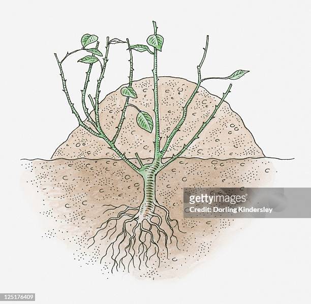 illustration of rose plant with earth mounded up around it to protect it in winter - rose cut stock illustrations