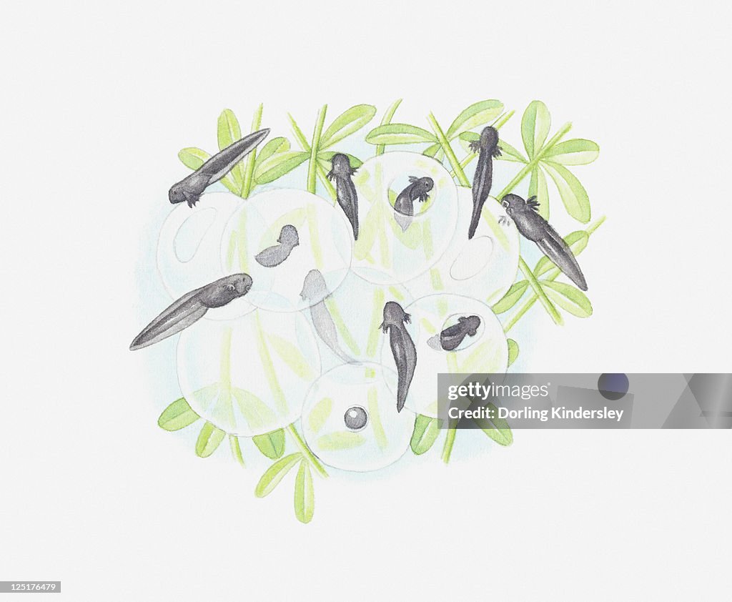 Illustration of tadpoles emerging from eggs