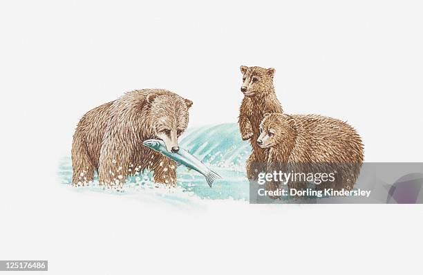 illustration of brown bear catching fish and two young bears looking on - three animals stock illustrations