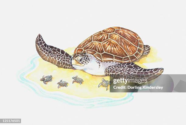 378点のウミガメイラスト素材 Getty Images 378点のウミガメイラスト素材 Getty Images