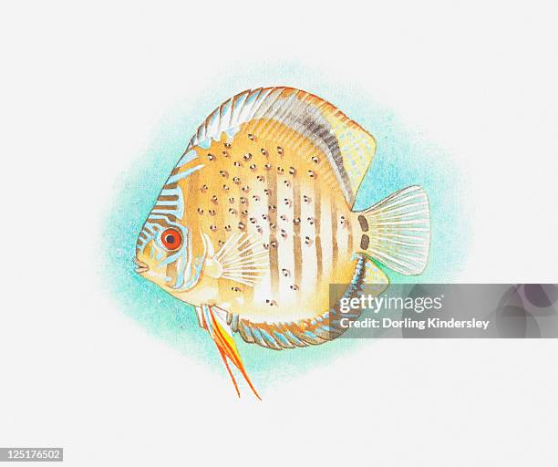 illustration of a discus fish (symphysodon sp.), side view - symphysodon stock illustrations