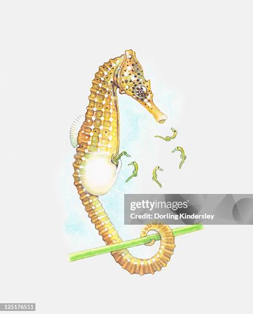 illustrazioni stock, clip art, cartoni animati e icone di tendenza di illustration of seahorse giving birth - animale appena nato