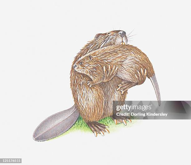 stockillustraties, clipart, cartoons en iconen met illustration of adult beaver carrying young - funny beaver