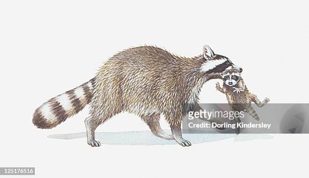 illustrations, cliparts, dessins animés et icônes de illustration of raccoon carrying young - carrying in mouth