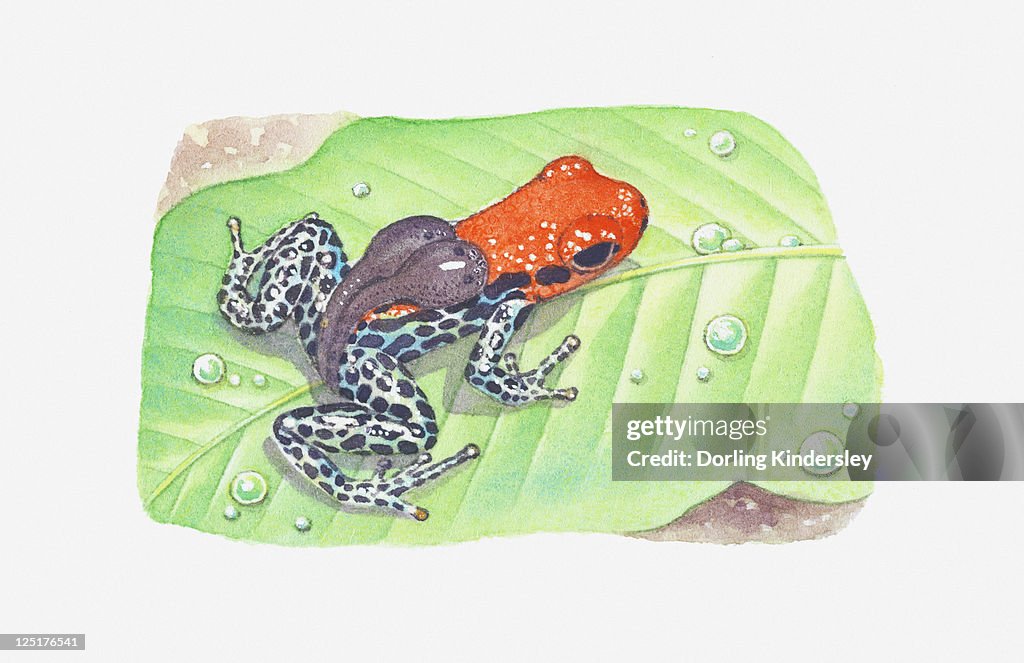 Illustration of a tadpole-carrying poison dart frog (Dendrobatidae)