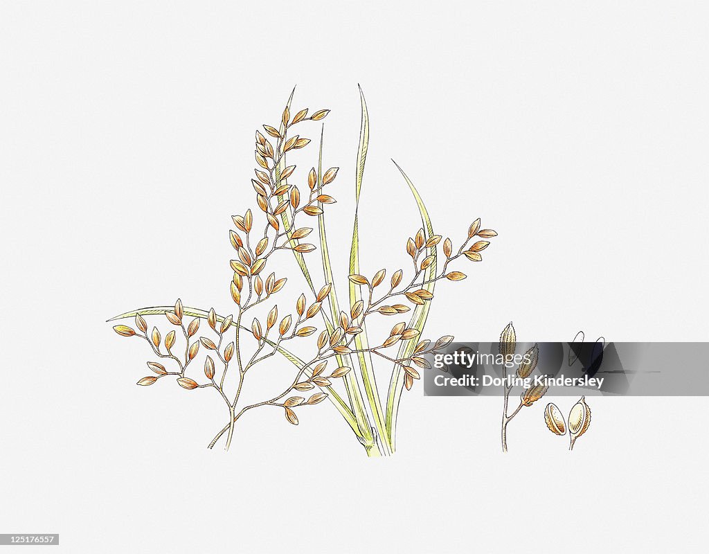 Illustration of Zizania (Wild Rice) and seeds