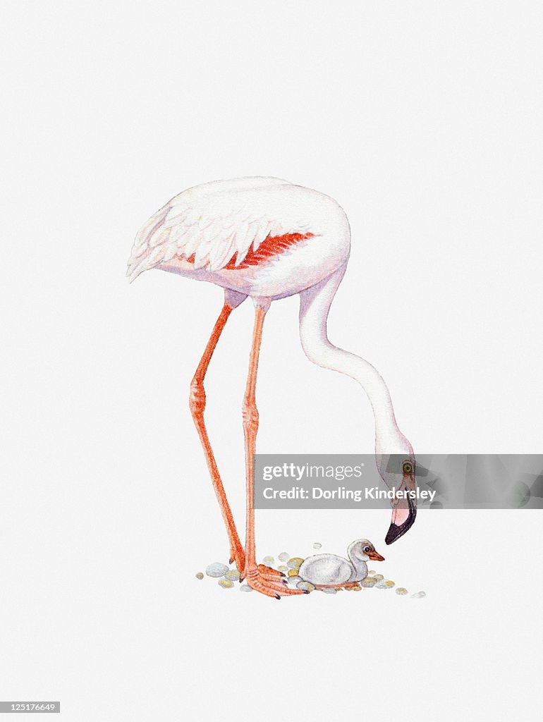 Illustration of Greater Flamingo (Phoenicopterus roseus) with chick on nest of pebbles