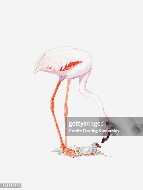 illustration of greater flamingo (phoenicopterus roseus) with chick on nest of pebbles - pebbles white background stock illustrations