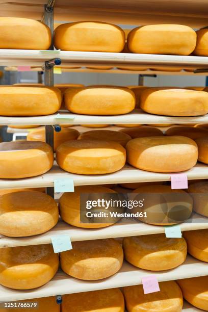 cheese factory, cheese wheels maturing in shelf - cheese wheel stock pictures, royalty-free photos & images