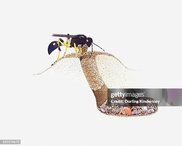 cross section illustration of mud dauber (sceliphron caementarium) at entrance to underground nest as larvae feed on siders inside - wasp stock illustrations