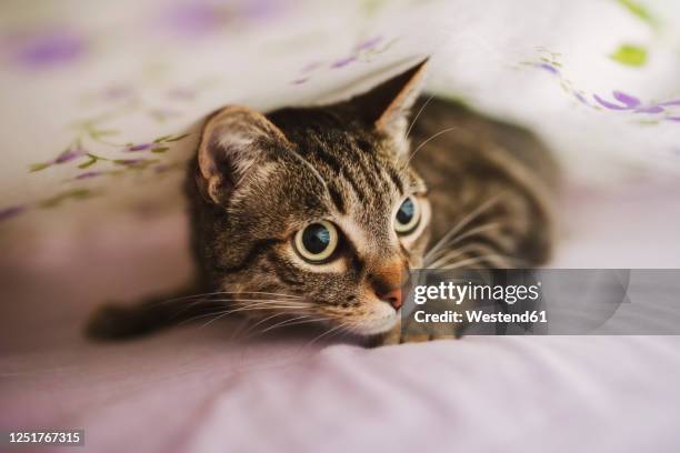 portrait of tabby cat hiding under blanket - cat hiding under bed stock pictures, royalty-free photos & images