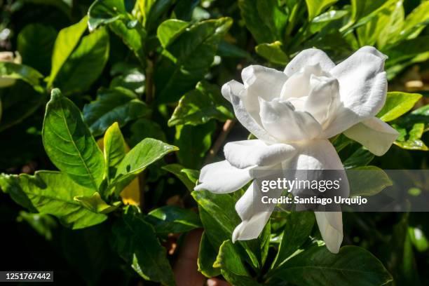 close-up of a white gardenia - gardenia stock pictures, royalty-free photos & images