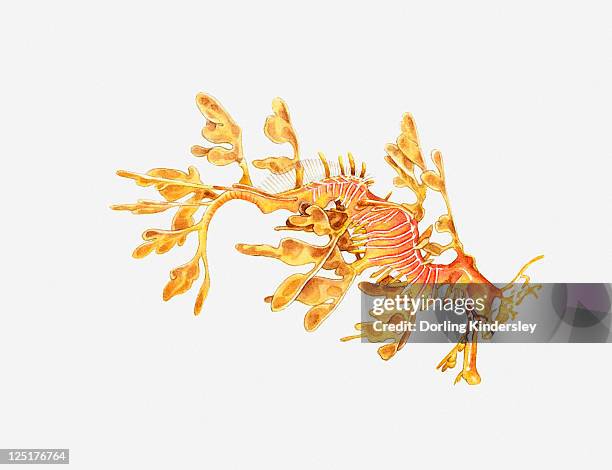 ilustraciones, imágenes clip art, dibujos animados e iconos de stock de illustration of leafy sea dragon (phycodurus eques) - leafy seadragons