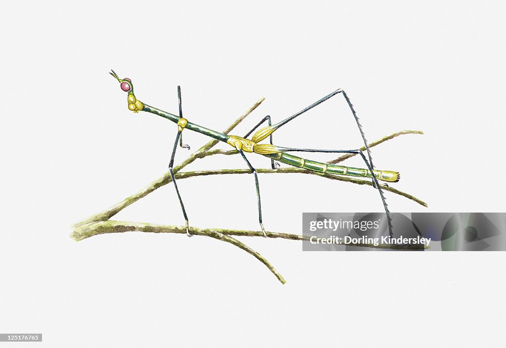 Illustration of South American Grasshopper resembling a stick insect on stem