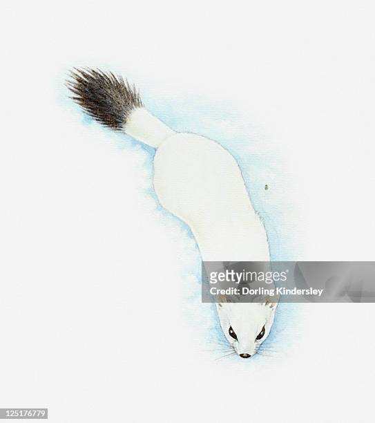 illustration of stoat (mustela erminea) in white winter fur with black tip to tail - mustela erminea stock illustrations