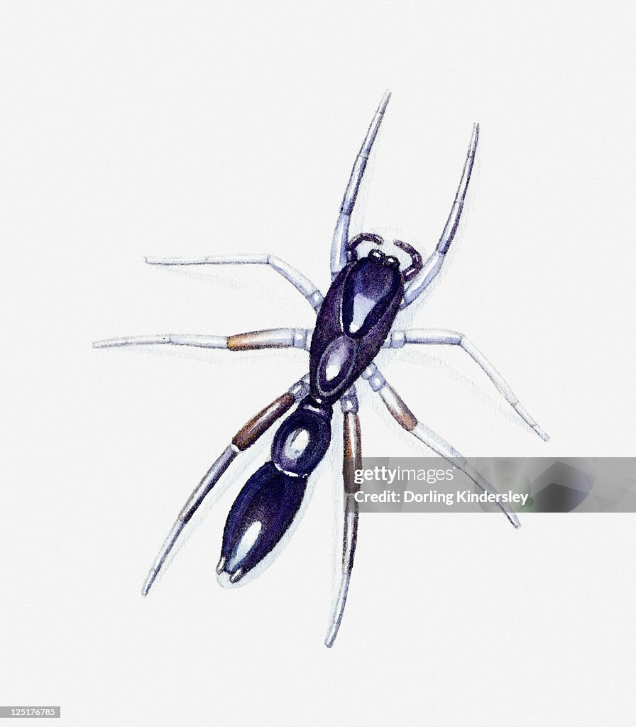 Illustration of Jumping Spider