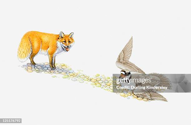 illustration of ringed plover flapping wings to protect eggs as red fox stands nearby - pebbles white background stock illustrations