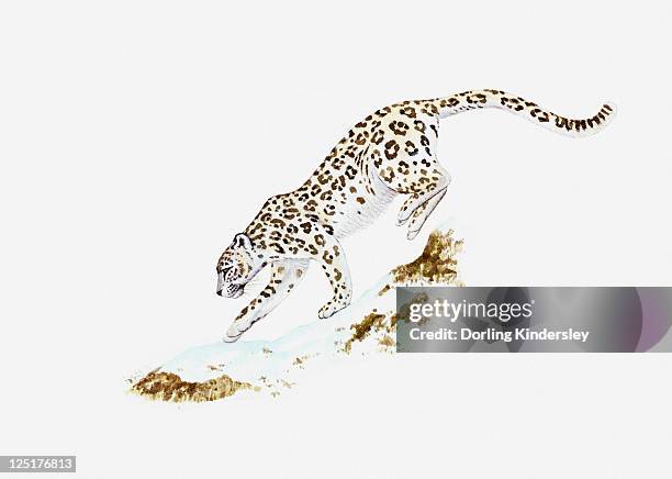 illustration of snow leopard (uncia uncia or panthera uncia) moving across ice - snow leopard 幅插畫檔、美工圖案、卡通及圖標