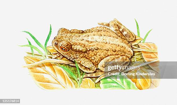 illustration of common toad (bufo bufo) camouflaged against dry leaves - common toad stock illustrations