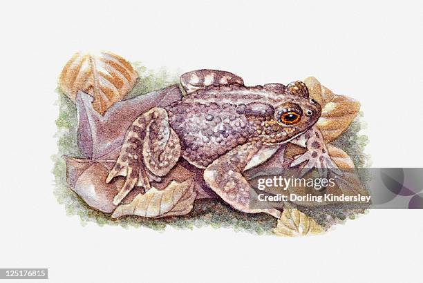 illustration of common toad (bufo bufo) camouflaged against wet leaf - common toad stock illustrations