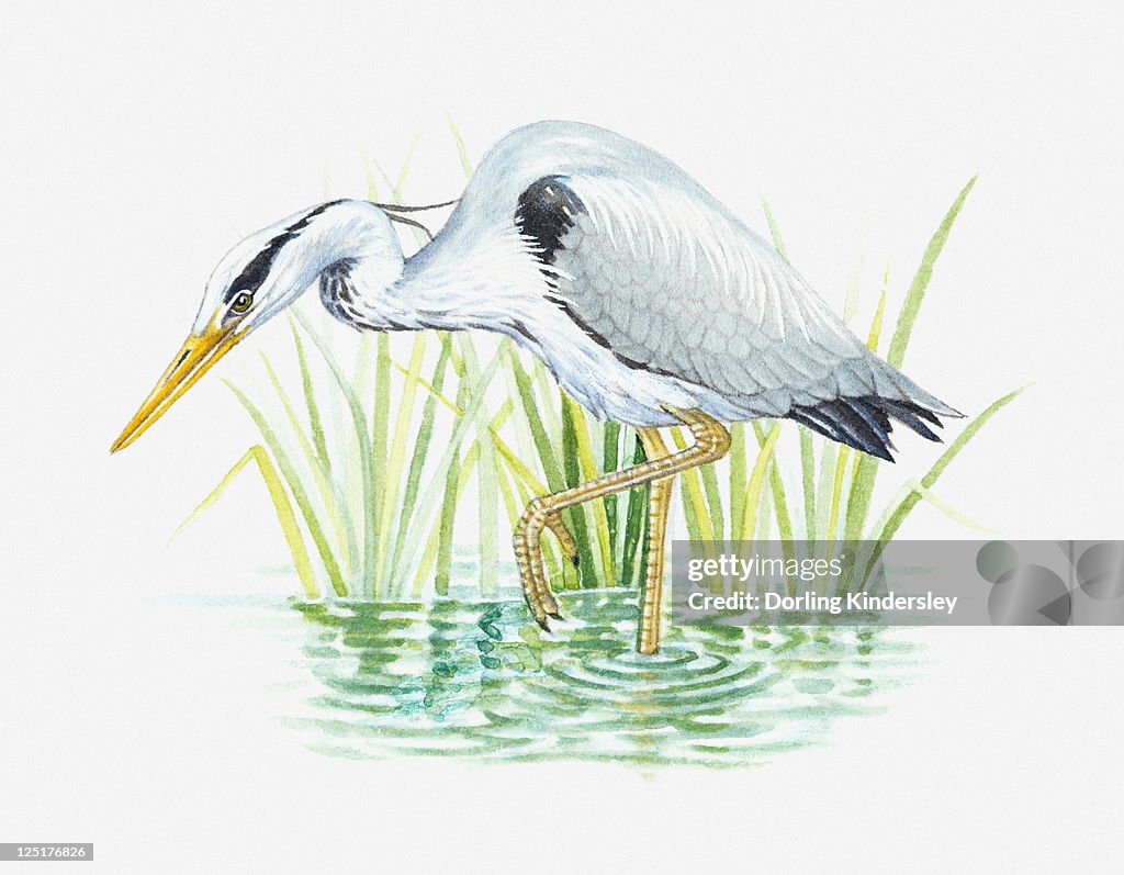 Illustration of Grey Heron (Ardea cinerea) wading in water for food