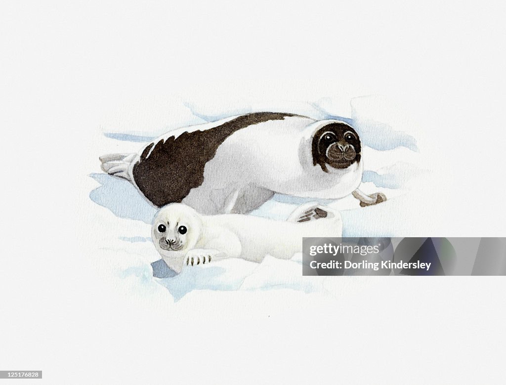 Illustration of Harp Seal (Pagophilus groenlandicus) adult and pup on ice
