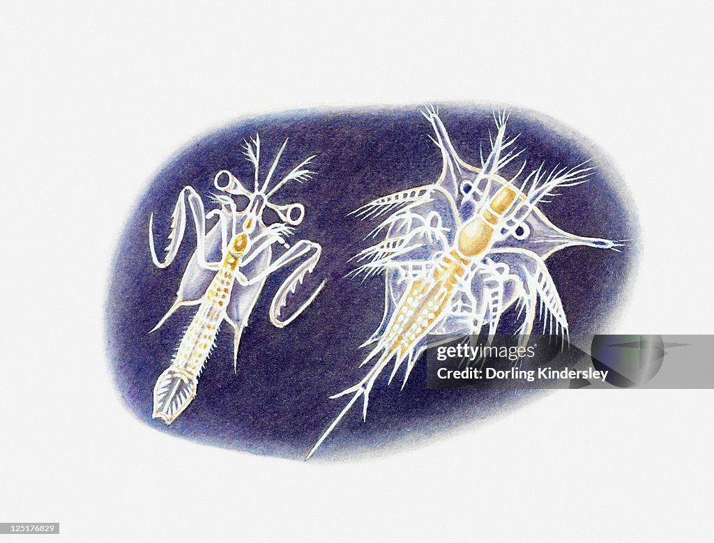 Illustration of young mantis shrimp and barnacle