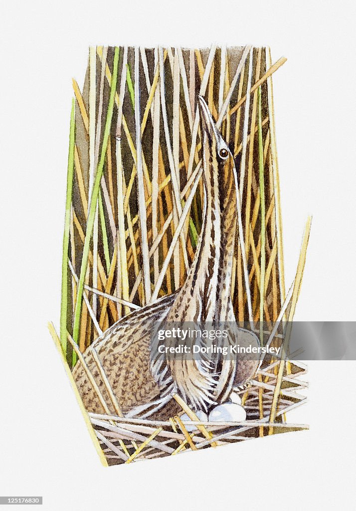 Illustration of American Bittern (Botaurus lentiginosus) sitting on eggs in nest camouflaged by long grass and reeds