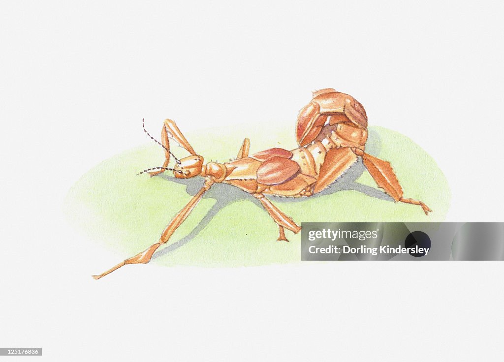 Illustration of young stick insect