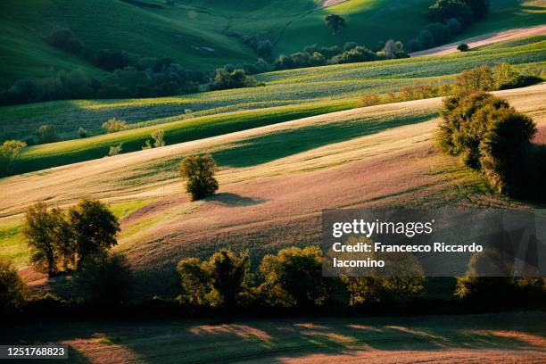 rolling hills in marche region, italy. sunset warm light on meadow and trees in summer - region marken stock-fotos und bilder