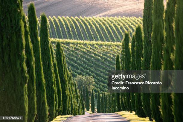 cypress trees and vineyards in marche region, italy. - italian cypress - fotografias e filmes do acervo
