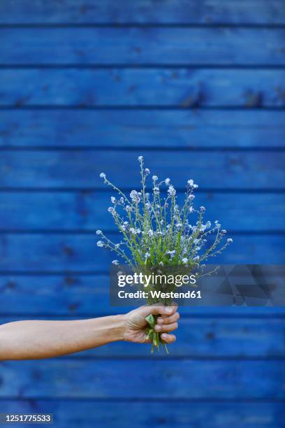 close-up of hand holding bunch of forget-me-not - forget me nots stock-fotos und bilder