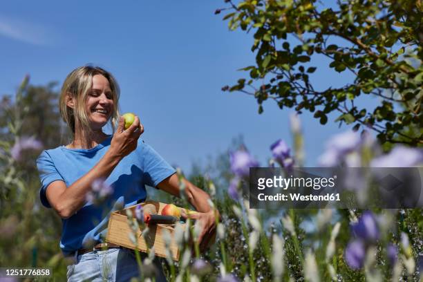 happy woman holding a crate with apples in allotment garden - blond women happy eating stockfoto's en -beelden