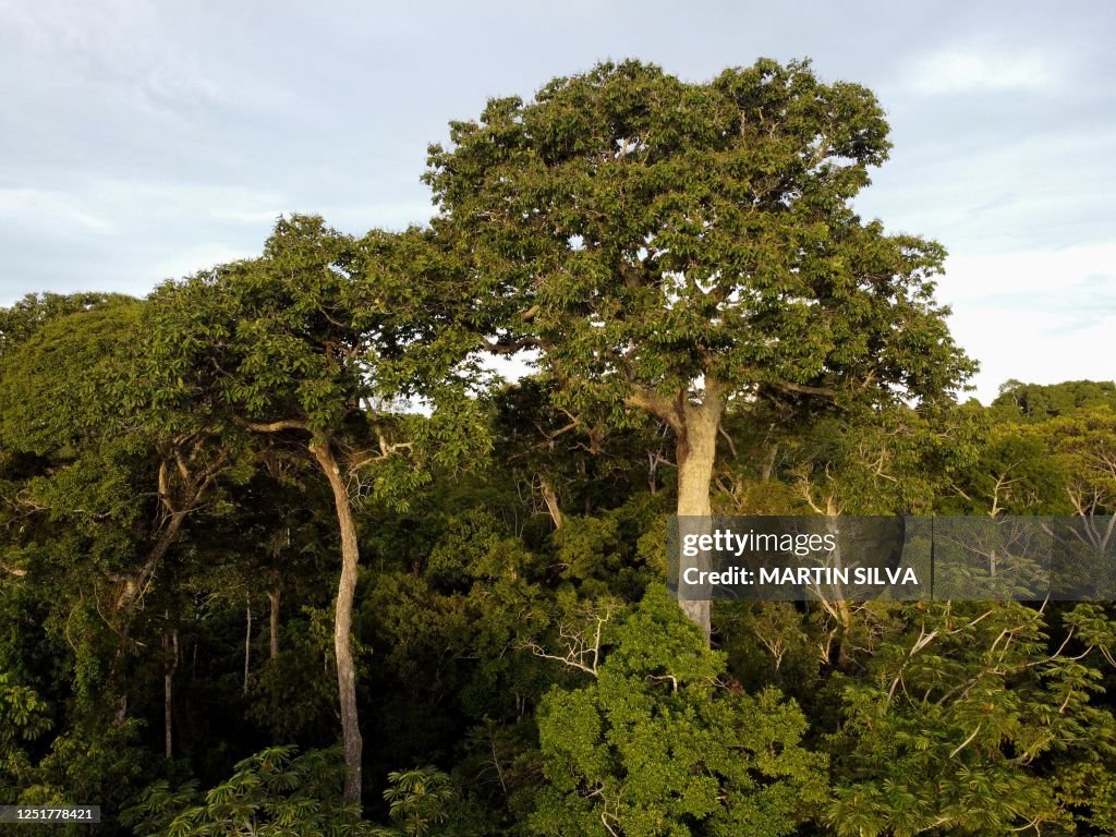 Bolivia Tree Aerial view of a Brazil nut tree in the Amazon rainforest near Luz de ...