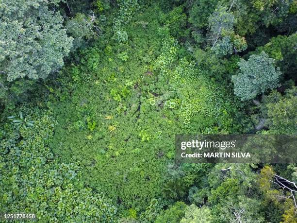 Aerial view of the Amazon rainforest near Luz de America, Bolivia, taken on February 14,2023. - Drenched in sweat and attacked by mosquitoes, Jorge...